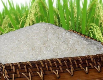 Lúa gạo Việt Nam rạng danh toàn thế giới