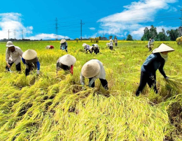Cơ hội lớn cho xuất khẩu gạo