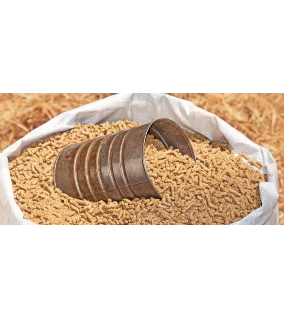 Cám Cho Heo